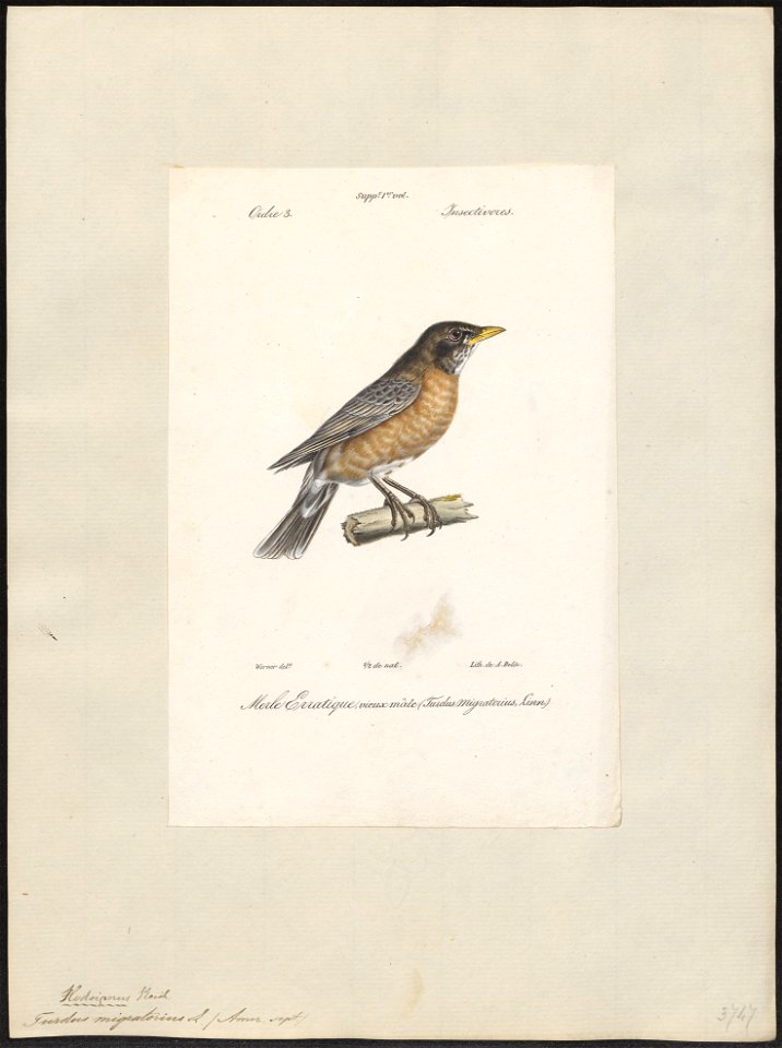 Turdus migratorius - 1842-1848 - Print - Iconographia Zoologica - Special Collections University of Amsterdam - UBA01 IZ16300269