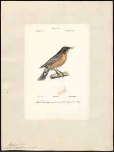Turdus migratorius - 1842-1848 - Print - Iconographia Zoologica - Special Collections University of Amsterdam - UBA01 IZ16300269