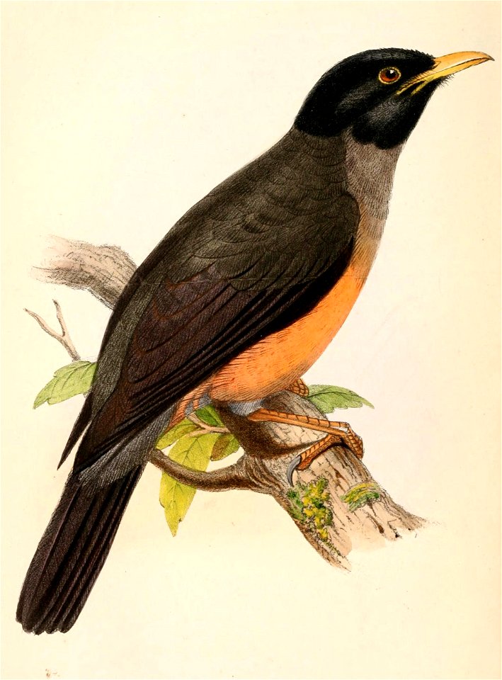 Turdus fulviventris 1861