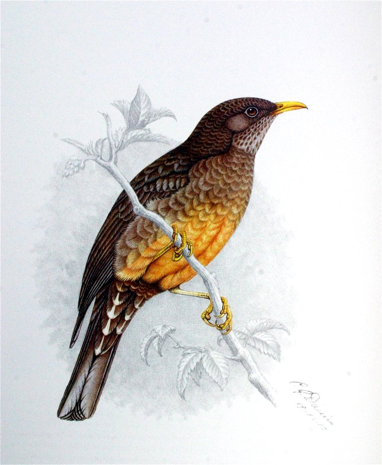 Turdus olivaceus00a