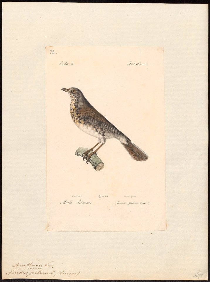 Turdus pilaris - 1842-1848 - Print - Iconographia Zoologica - Special Collections University of Amsterdam - UBA01 IZ16300207