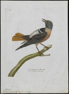 Turdus saxatilis - 1790-1796 - Print - Iconographia Zoologica - Special Collections University of Amsterdam - UBA01 IZ16300285