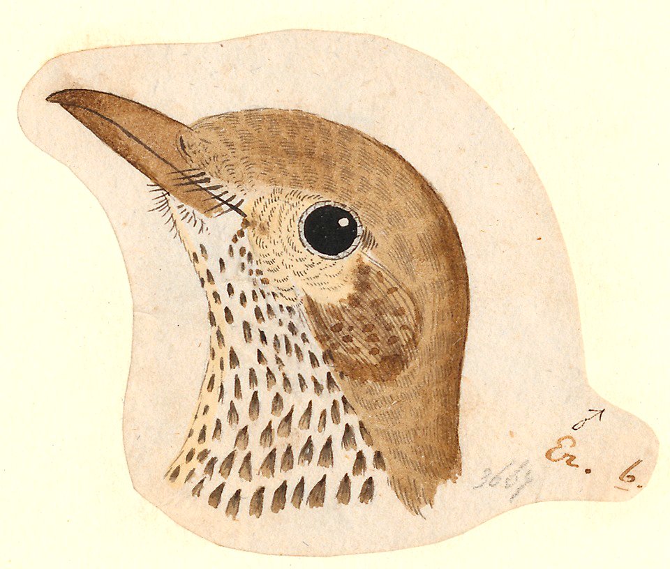 Turdus viscivorus - kop - 1788-1863 - Print - Iconographia Zoologica - Special Collections University of Amsterdam - UBA01 IZA1000768