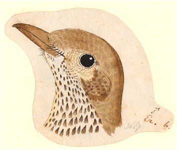 Turdus viscivorus - kop - 1788-1863 - Print - Iconographia Zoologica - Special Collections University of Amsterdam - UBA01 IZA1000768
