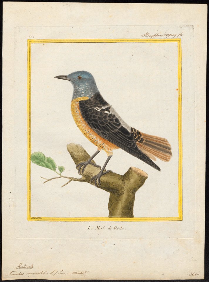 Turdus saxatilis - 1700-1880 - Print - Iconographia Zoologica - Special Collections University of Amsterdam - UBA01 IZ16300287
