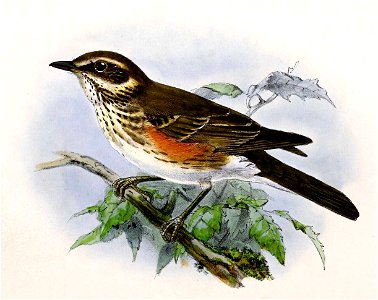 Turdus iliacus 1876