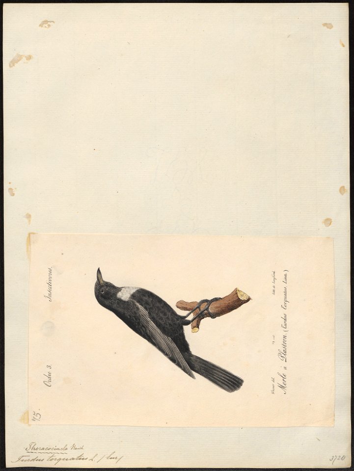 Turdus torquatus - 1842-1848 - Print - Iconographia Zoologica - Special Collections University of Amsterdam - UBA01 IZ16300251