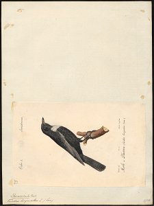 Turdus torquatus - 1842-1848 - Print - Iconographia Zoologica - Special Collections University of Amsterdam - UBA01 IZ16300251