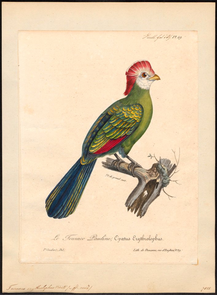 Turacus erythrolophus - 1825-1834 - Print - Iconographia Zoologica - Special Collections University of Amsterdam - UBA01 IZ19300043