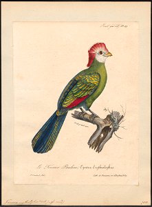 Turacus erythrolophus - 1825-1834 - Print - Iconographia Zoologica - Special Collections University of Amsterdam - UBA01 IZ19300043