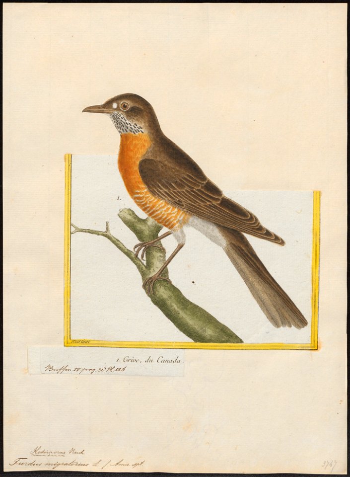 Turdus migratorius - 1700-1880 - Print - Iconographia Zoologica - Special Collections University of Amsterdam - UBA01 IZ16300267