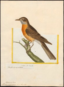 Turdus migratorius - 1700-1880 - Print - Iconographia Zoologica - Special Collections University of Amsterdam - UBA01 IZ16300267