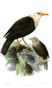 Turdus poliocephalus pritzbueri