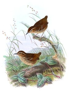 TurdinulusRobertiGould