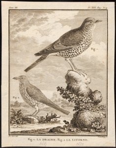 Turdus viscivorus - 1700-1880 - Print - Iconographia Zoologica - Special Collections University of Amsterdam - UBA01 IZ16300197