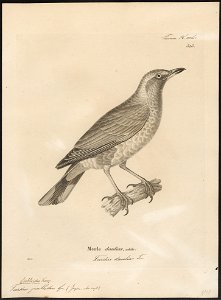 Turdus pallidus - 1700-1880 - Print - Iconographia Zoologica - Special Collections University of Amsterdam - UBA01 IZ16300257