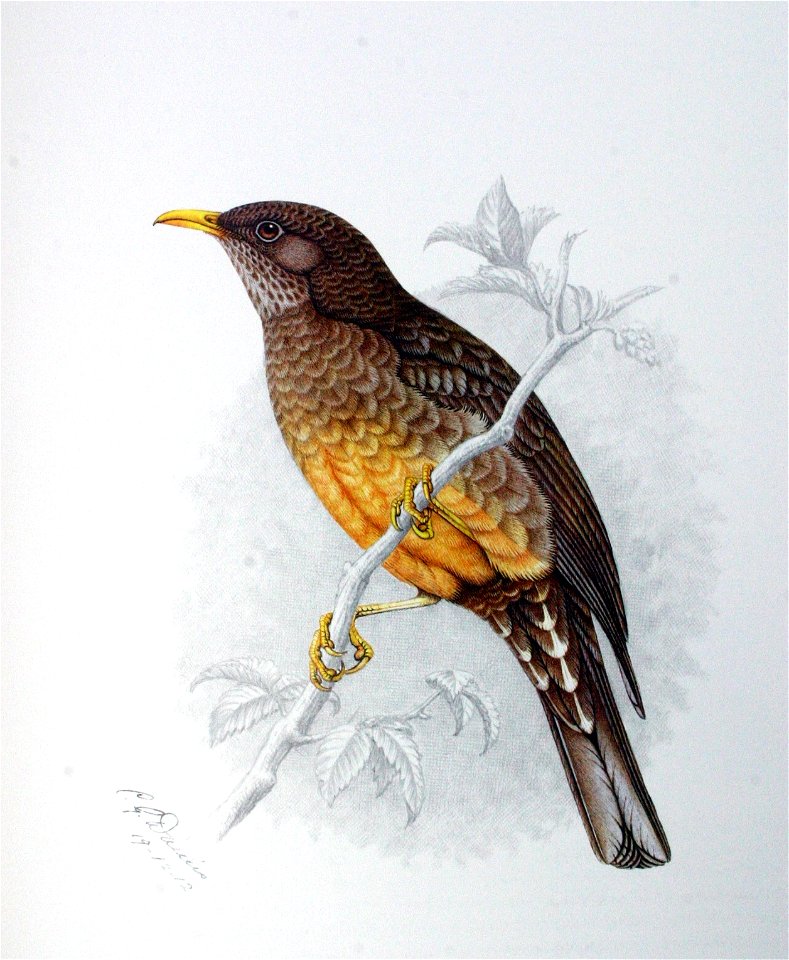 Turdus olivaceus00