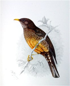 Turdus olivaceus00