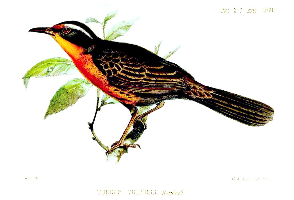 TurdusVulpinusWolf