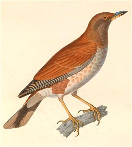 Turdus pallidus 1838