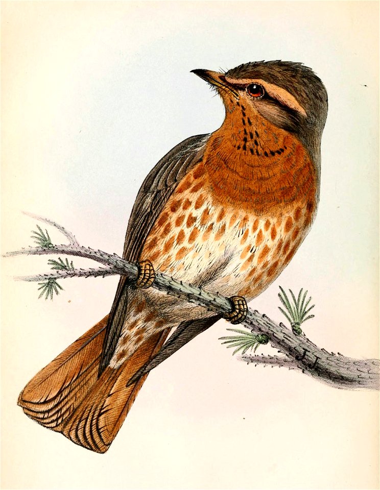 Turdus naumanni 1862
