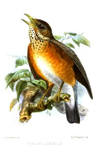 TurdusDissimilisKeulemans