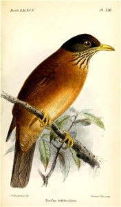 TurdusFalklandicusKeulemans