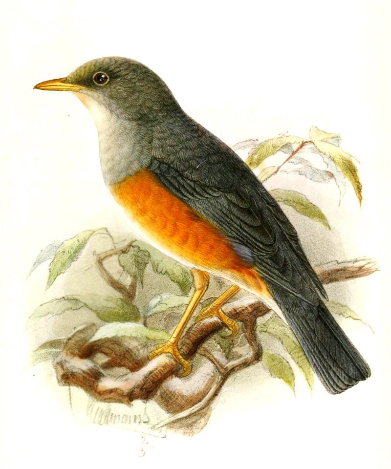 Turdus pelios 1874