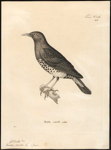 Turdus cardis - 1700-1880 - Print - Iconographia Zoologica - Special Collections University of Amsterdam - UBA01 IZ16300241