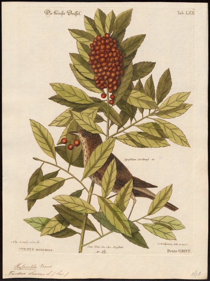 Turdus iliacus - 1700-1880 - Print - Iconographia Zoologica - Special Collections University of Amsterdam - UBA01 IZ16300225