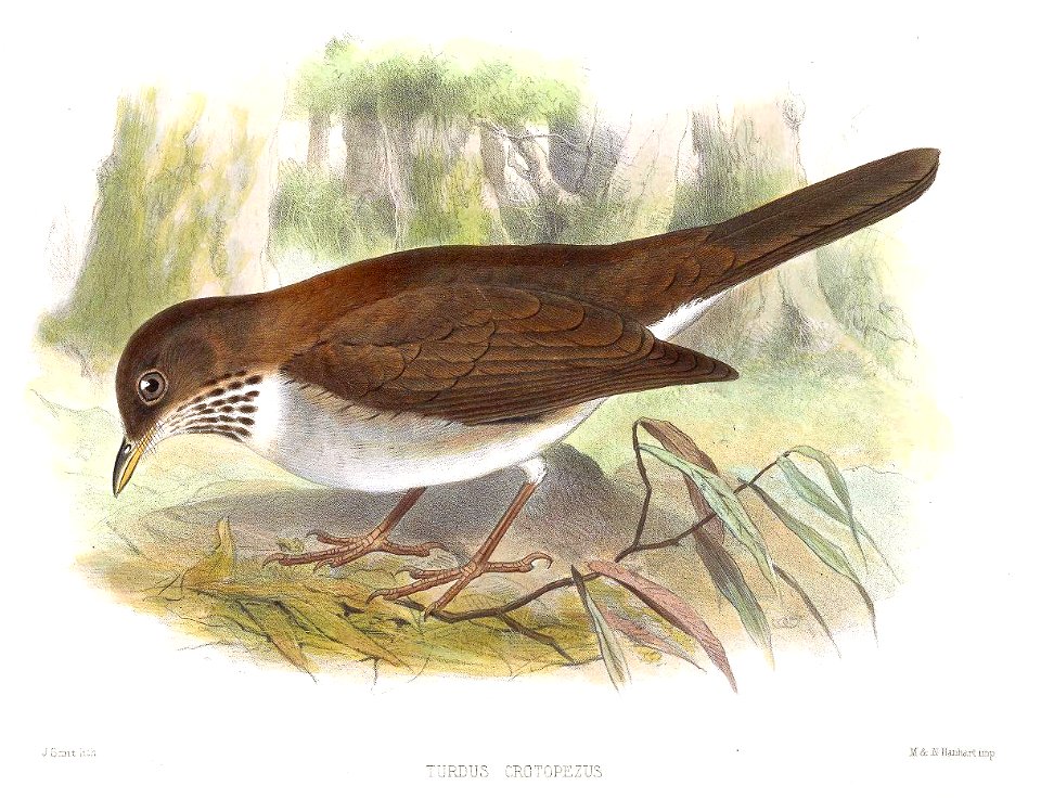 TurdusCrotopezusSmit