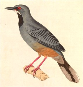 Turdus plumbeus 1838