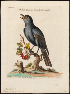 Turdus cyanus - 1749 - Print - Iconographia Zoologica - Special Collections University of Amsterdam - UBA01 IZ16300305