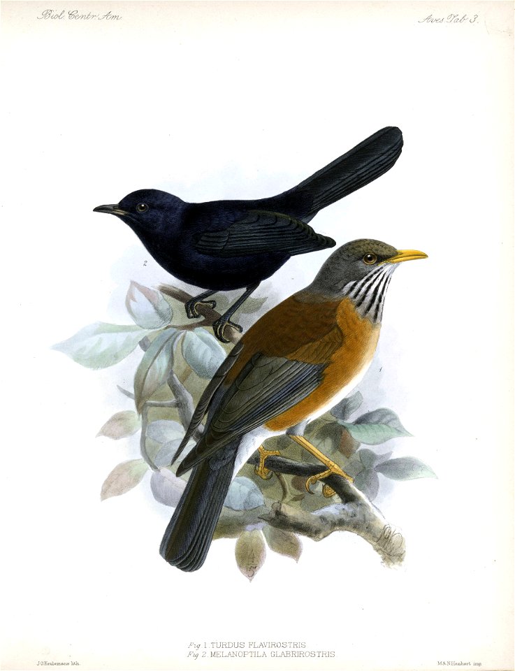 Turdus rufopalliatus - Melanoptila glabrirostris - Biologia Centrali-Americana