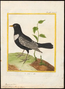 Turdus torquatus - 1700-1880 - Print - Iconographia Zoologica - Special Collections University of Amsterdam - UBA01 IZ16300247