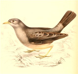 Turdus obscurus 1838. Free illustration for personal and commercial use.