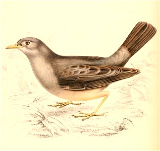Turdus obscurus 1838