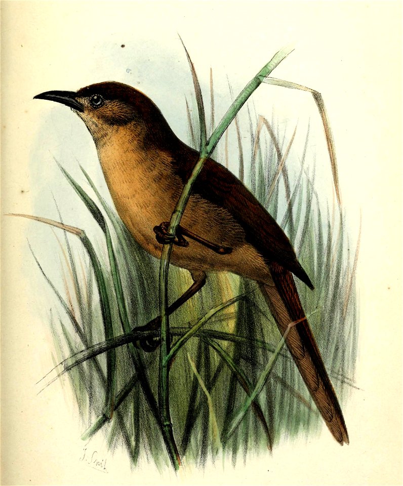 Turdoides longirostris 1874