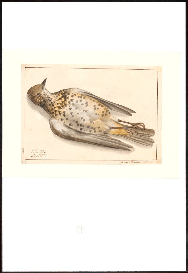 Turdus viscivorus - 1753-1834 - Print - Iconographia Zoologica - Special Collections University of Amsterdam - UBA01 IZA1000278