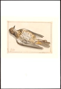 Turdus viscivorus - 1753-1834 - Print - Iconographia Zoologica - Special Collections University of Amsterdam - UBA01 IZA1000278