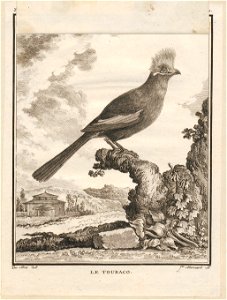Turacus musophagus - 1700-1880 - Print - Iconographia Zoologica - Special Collections University of Amsterdam - UBA01 IZ19300037
