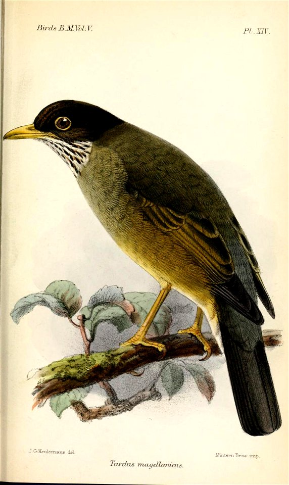 TurdusMagellanicusKeulemans