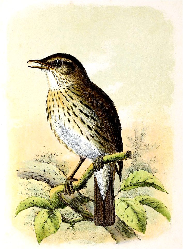 Turdus philomelos 1873