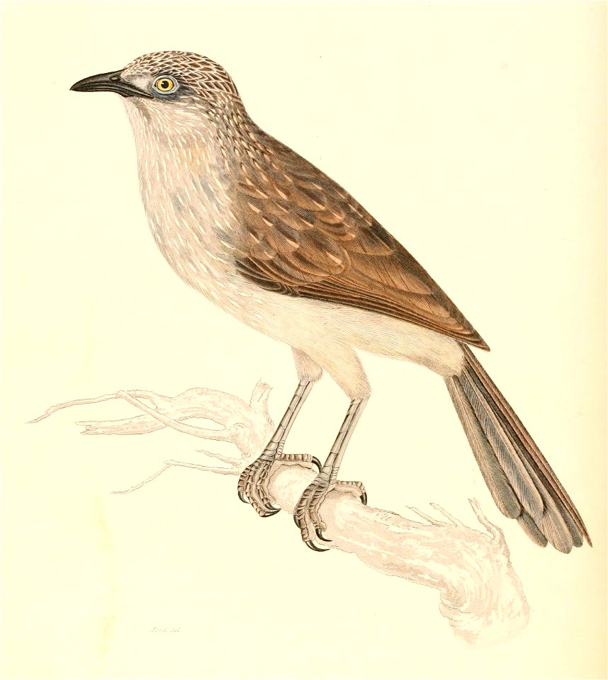 Turdoides jardineii jardineii 1838