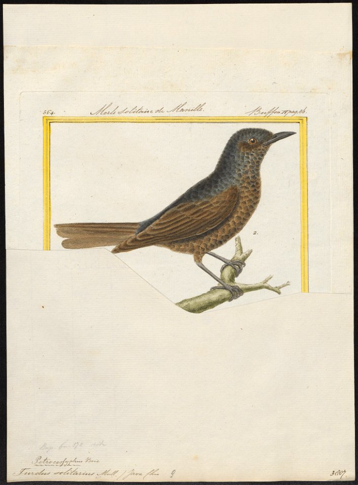 Turdus solitarius - 1700-1880 - Print - Iconographia Zoologica - Special Collections University of Amsterdam - UBA01 IZ16300313