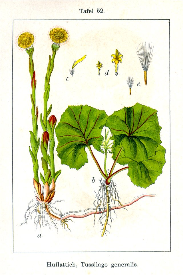 Tussilago farfara Sturm13052