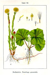 Tussilago farfara Sturm13052