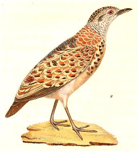 Turnix sylvaticus dussumier 1838