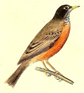 Turdus migratorius 1832