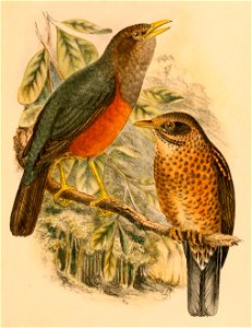 Turdus poliocephalus celebensis 1898